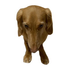 cocoa_20210107141331