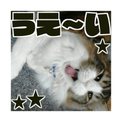 Cool cats photo stickers! (jp)