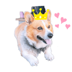 コーギー Lineクリエイターズスタンプまとめ Stamplist コーギー Lineクリエイターズスタンプまとめ Stamplist