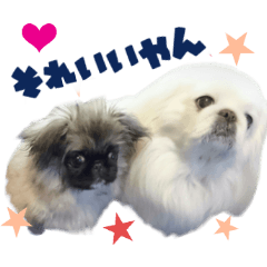 Real DOG Pekingese Tono & Kona