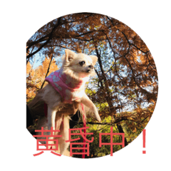 mimi_20210107220109