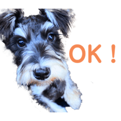 Miniature Schnauzer Cairn