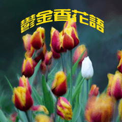 Tulip flower language