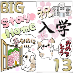 【Big】シーズー犬13『春』