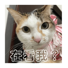 喵星人の貼圖