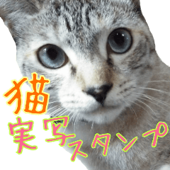 Cute Siamese cat stamp a photograph