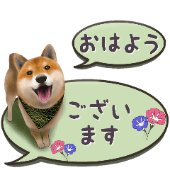 さすが 柴犬 丁寧語 ふきだし Line スタンプ Line Store さすが 柴犬 丁寧語 ふきだし Line スタンプ Line Store
