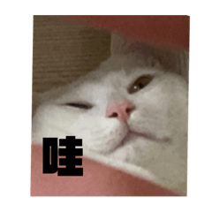 咪咪老大回來到