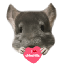 chinchilla's cute sticker