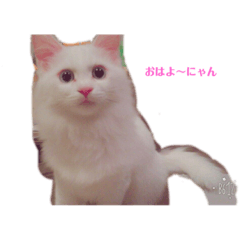 nyanko_20210109123009