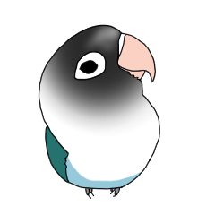 Chobi of masked lovebird(blue)