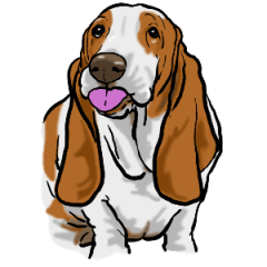 Basset hound 13(dog)