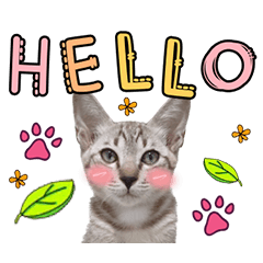 My Cat by Black Tea