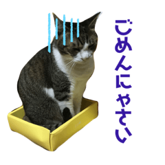 Sussy's cat family