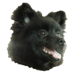 Black Pomeranian Sticker