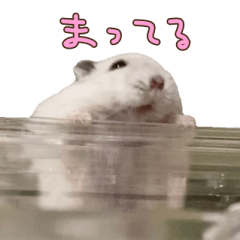 hamster mimi dayo