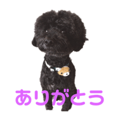suzu_20210109193835