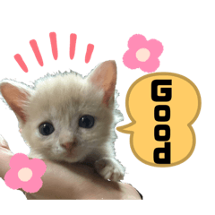 hana_20210109234628