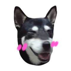 柴犬熊咩！
