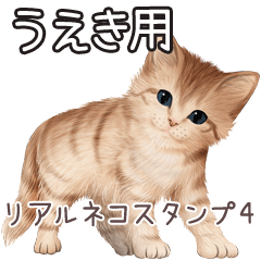 うえき用リアルかわいい猫4
