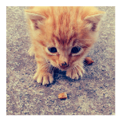 street cat images -2