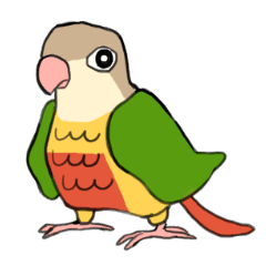 Ku-chan, a Green-cheeked parakeet