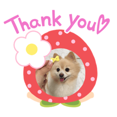 Anne Pomeranian