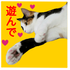 cat photo sticker ramucyan