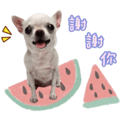 可可寶♥️