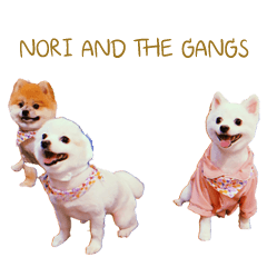 NORI AND THE GANGS