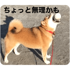 suzu_20210111085736