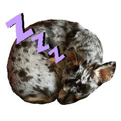 MELON_20210111115139