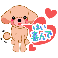 Toy poodle collo-kun