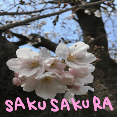 sakusakura