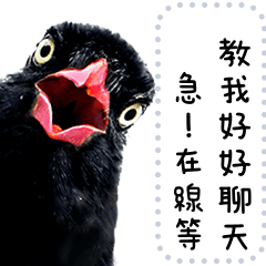 野鳥好朋友 台灣藍鵲好好聊天