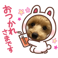 Ringo_20210111150337