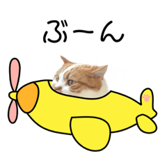 ふわふわ猫「みろ」vol.3