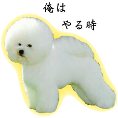 ビションフリーゼのおもち Vol 2 Line スタンプ Line Store ビションフリーゼのおもち Vol 2 Line スタンプ Line Store