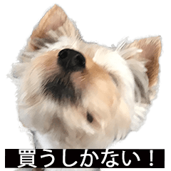字幕犬　ヨークシャーテリア