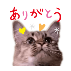 chacha111 – LINE stickers | LINE STORE