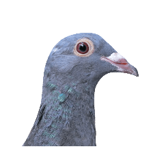 Sharon pigeon headshot (Doudou)