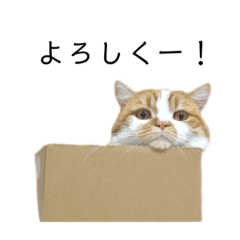 ふわふわ猫「みろ」vol.2