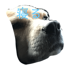koko_20210112174028