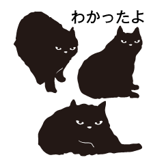 Capricious black cat