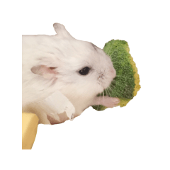 Sticker of Mr. Omochi