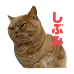 matsu_20210113080533