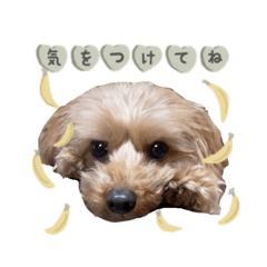 shi-tan__coton sticker