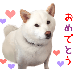 Real DOG White Shiba-inu