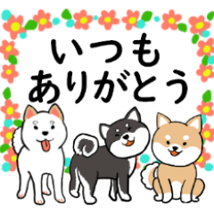 The Japanese Shiba Dogs