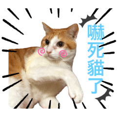 田爸田媽與田哥